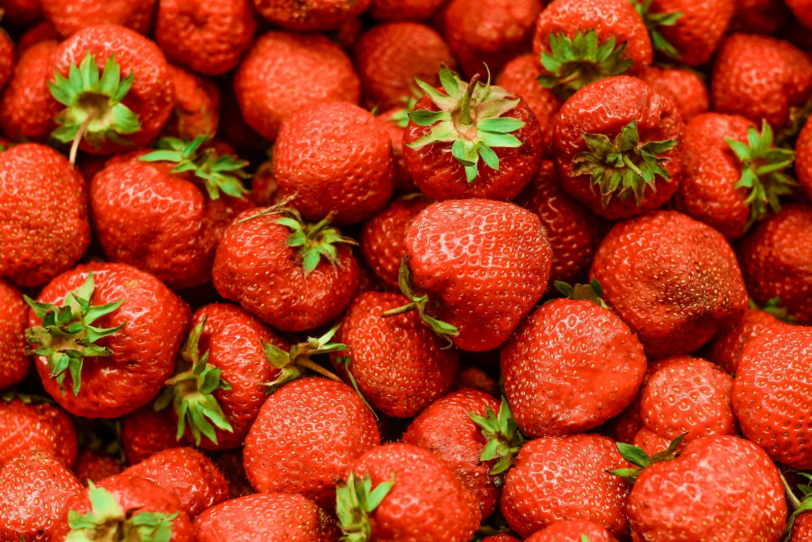 Fraises fraîches